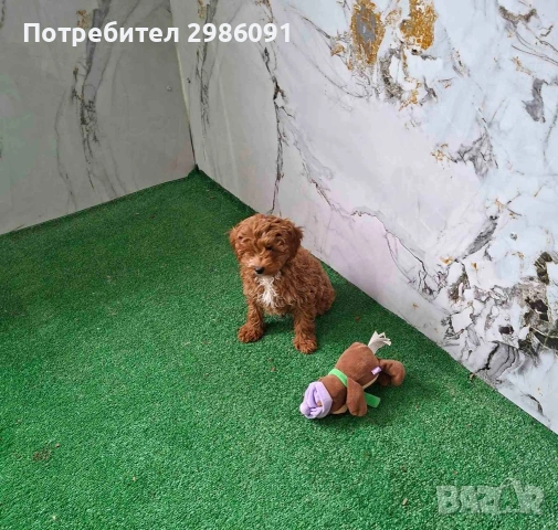 той пудел мъжко кученце 