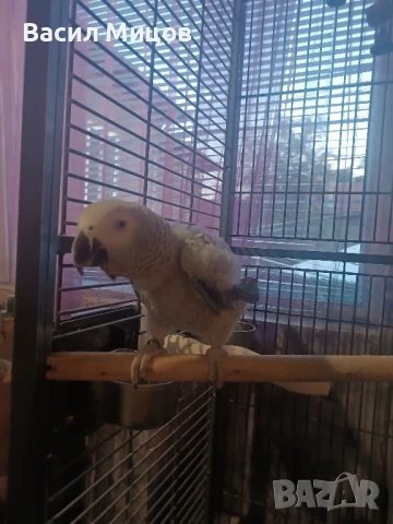 Продавам Женско Жако на 2г, снимка 1