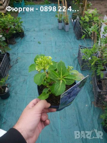  Хортензия -Hydrangea macrophylla, снимка 9 - Градински цветя и растения - 27905615