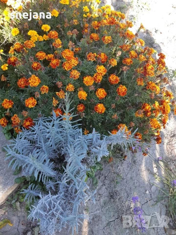 Расад, тагетис ,кученца , снимка 7 - Разсади - 50482774