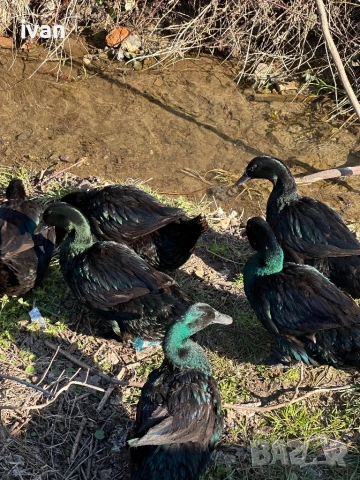 Патици Каюги , снимка 3 - Патици и гъски - 53903453