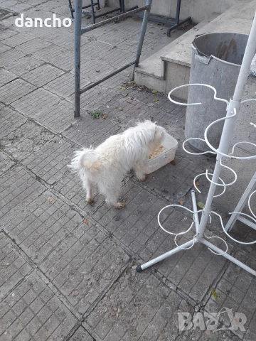 Продавам болонка , снимка 16 - Болонка - 47874174