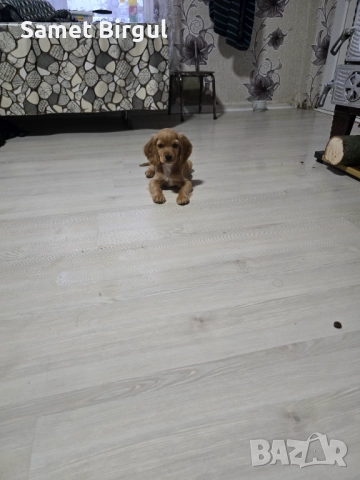 Prodavam 200 lv., снимка 10 - Кокер шпаньол - 52515067