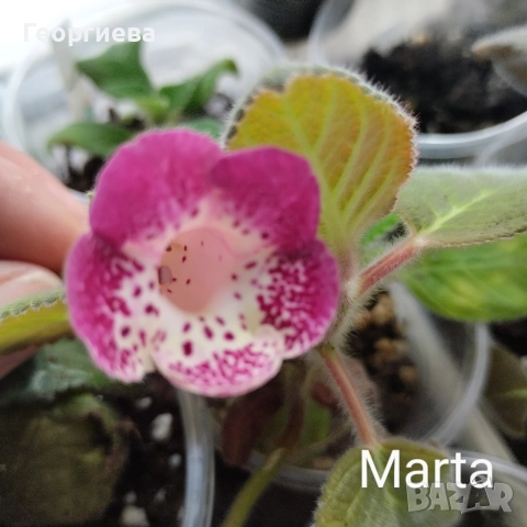 разменям ризоми от колерия, снимка 6 - Стайни растения - 52913679