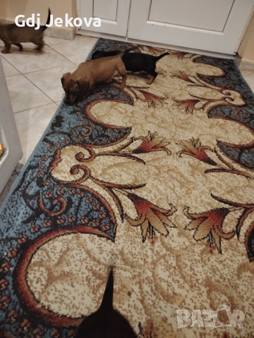 Дакелчета, снимка 14 - Дакели - 52487664