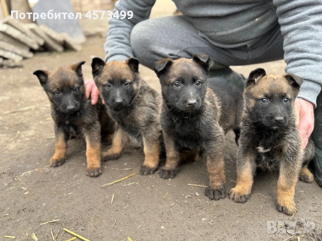 Белгийски овчарки Малиноа, снимка 4 - Белгийска овчарка - 53582487