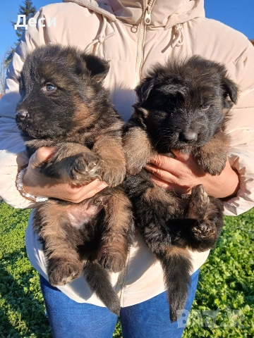 дългокосмести немски овчарки, снимка 5 - Немска овчарка - 52960638