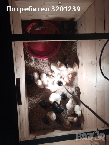 Продавам малки пилета , снимка 6 - Кокошки и пуйки - 53250622