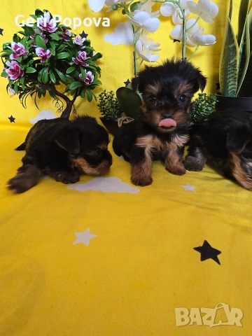 мини йоркширски териер, снимка 7 - Йоркширски териер - 53960498