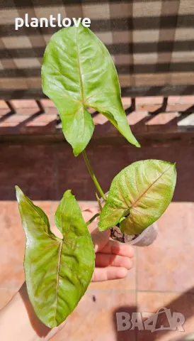 Syngonium podophyllum 'Macha', снимка 1 - Стайни растения - 46962318