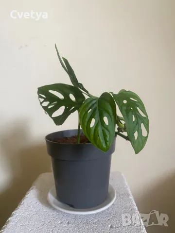 Monstera Adansoni, снимка 1 - Стайни растения - 47028213