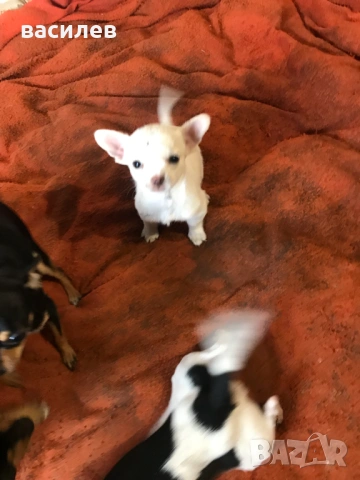 чихупинчер, снимка 4 - Чихуахуа - 53629583