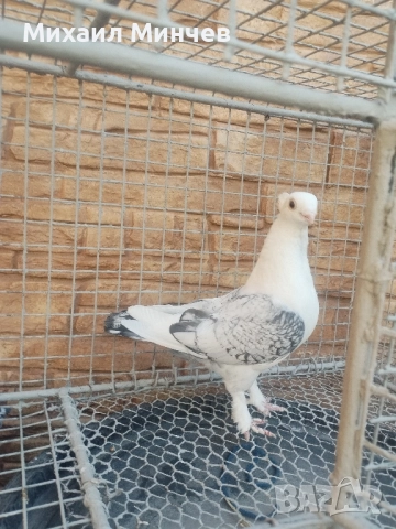 Продавам гълъби Сатинети (Салтанети) , снимка 3 - Гълъби - 51513762