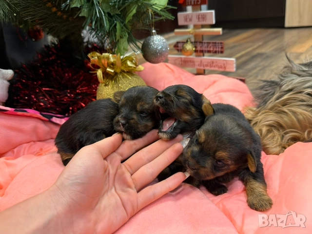 Мини йорки , снимка 6 - Йоркширски териер - 52832440