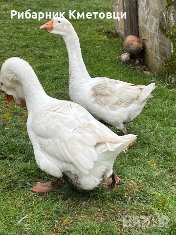Холмогорски гъски, снимка 6 - Патици и гъски - 53381786
