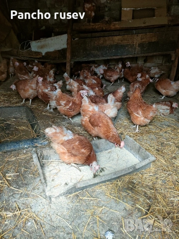 продават се червени кокошки носачки 