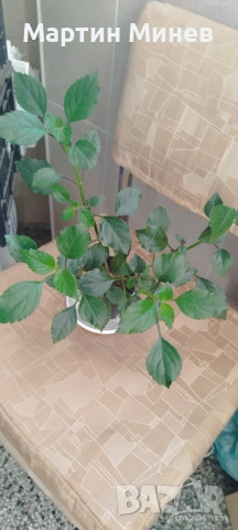 Комплект 6 цветя за 20 евро, снимка 3 - Стайни растения - 52480621