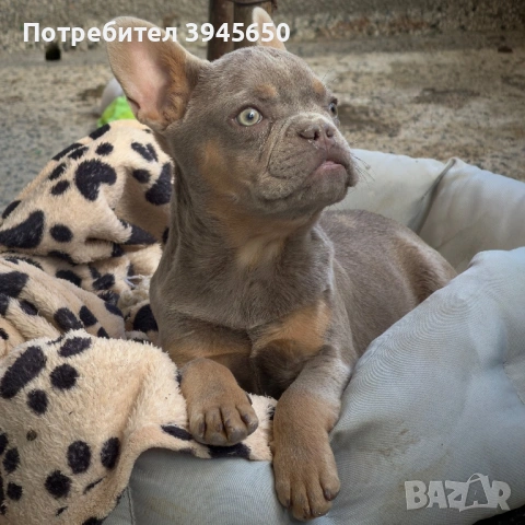Isabella&tan френски булдог , снимка 2 - Френски булдог - 54249428