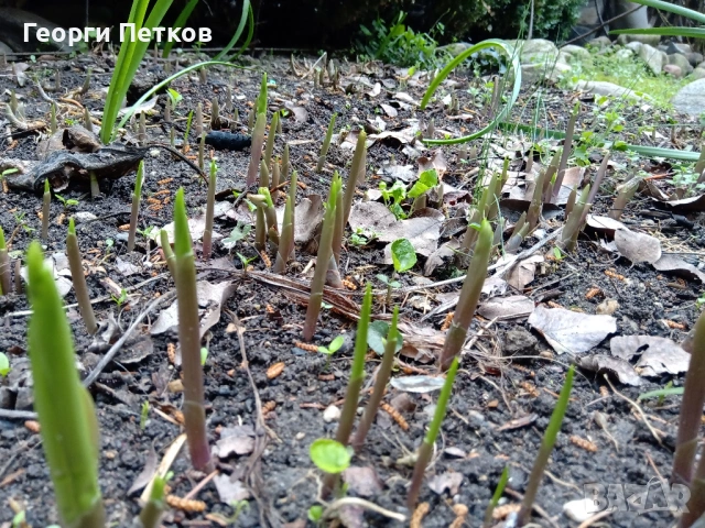 Момина сълза - 10 коренчета., снимка 3 - Градински цветя и растения - 53957385