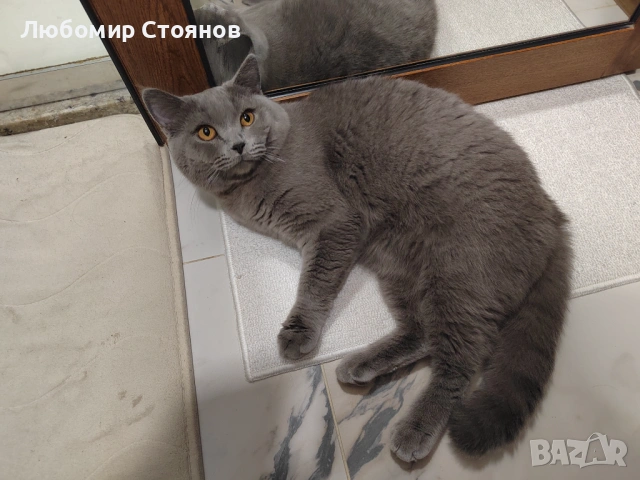 Британец за разплод , снимка 5 - Британска късокосместа - 53433473