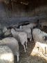 Стадо овце, снимка 1 - Овце - 45405057