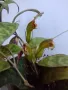 Есхинантус, Aeschynanthus marmoratus, снимка 1