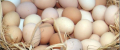 Продавам домашни яйца , снимка 1 - Домашни продукти - 45032281