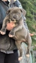 Американско Були Хл/American Bully XL , снимка 1