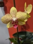 Фаленопсиси в самополивни саксии , снимка 3
