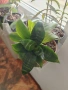 Стайни цветя- Хоя /Восъчниче (Hoya Carnosa), Сансевиера мини, Хлорофитум, Традесканция Зебрина, снимка 7