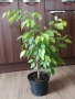 Фикус Бенджамин - стайно растениe, снимка 2