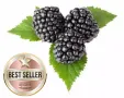 Висококачествени нови семена от хранителна Къпина без бодли Rubus rusticanus 50+ семена антиоксидант, снимка 17