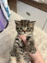 Британски и шотлански котета, снимка 1