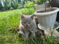 Британска късокосместа котка, снимка 13