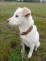 Подарявам бяло кученце, снимка 2