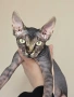Котенца Канадски Сфинкс, снимка 1