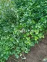 Разсад ягоди целогодишни , снимка 8
