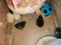 Малки токачета, яйца от токачкитици заедно с яйцата и бащите, дворни и декоративни пилета, токачки. , снимка 9