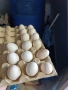 оплодени яйца от холандска носачка , снимка 3