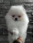 померан померани , снимка 3