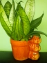 Традесканция рео,кливия,исусов венец, кротон, сансивиера,хибискус , снимка 14