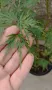 декоративен японски клен -acer palmatum disectum , снимка 2