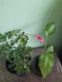 Комплект Растения , снимка 1 - Градински цветя и растения - 45428667