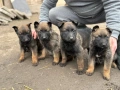Белгийски овчарки Малиноа, снимка 4