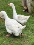 Холмогорски гъски, снимка 6