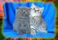 Клепоухо и правоухо - шотландски котенца, снимка 4