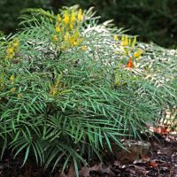 Махония (Mahonia soft caress), снимка 3 - Градински цветя и растения - 45210311