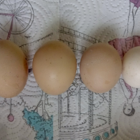 Домашни яйца в град Ямбол , снимка 1 - Домашни продукти - 45073818