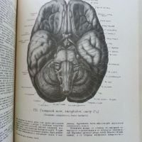 Атлас анатомии человека  том 2 - Р.Д.Синельников - 1956г., снимка 3 - Специализирана литература - 45536071