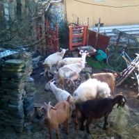 Продавам стадо 6 кози и 5 ярета, снимка 1 - Кози - 45891654